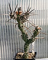 Нажмите на изображение для увеличения.

Название:	Tephrocactus_articulatus_2-5veg_IMG_2116.jpg
Просмотров:	1167
Размер:	96.0 Кб
ID:	385284