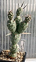 Нажмите на изображение для увеличения.

Название:	Tephrocactus_articulatus_oligacanthus_2-5veg_IMG_2122.jpg
Просмотров:	1169
Размер:	76.5 Кб
ID:	385285