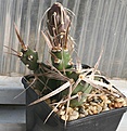 Нажмите на изображение для увеличения.

Название:	Tephrocactus_articulatus_polyacanthus_2-5veg_IMG_2119.jpg
Просмотров:	1133
Размер:	90.8 Кб
ID:	385286