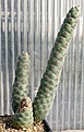 Нажмите на изображение для увеличения.

Название:	Tephrocactus_articulatus_strobiliformis_2-5veg_IMG_2138.jpg
Просмотров:	1136
Размер:	80.2 Кб
ID:	385287