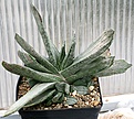 Нажмите на изображение для увеличения.

Название:	Gasteria_gracilis_cv_Variegata_IMG_2457.jpg
Просмотров:	189
Размер:	105.6 Кб
ID:	385293
