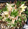 Нажмите на изображение для увеличения.

Название:	Haworthia_cymbiformis_cv_variegata_IMG_2423.jpg
Просмотров:	190
Размер:	113.9 Кб
ID:	385296