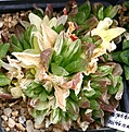 Нажмите на изображение для увеличения.

Название:	Haworthia_cymbiformis_cv_variegata_IMG_2423.jpg
Просмотров:	177
Размер:	113.9 Кб
ID:	385296