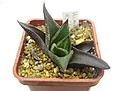 Нажмите на изображение для увеличения.

Название:	H.limifolia x H.scabra.JPG
Просмотров:	273
Размер:	56.2 Кб
ID:	385302