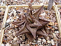 Нажмите на изображение для увеличения.

Название:	Haworthia limifolia Jack Brown hybrid.jpg
Просмотров:	252
Размер:	98.3 Кб
ID:	385303