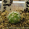 Нажмите на изображение для увеличения.

Название:	Mammillaria_angelensis.jpg
Просмотров:	257
Размер:	39.8 Кб
ID:	385305