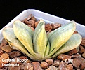 Нажмите на изображение для увеличения.

Название:	Gasteria_bicolor_f.variegata.jpg
Просмотров:	215
Размер:	79.3 Кб
ID:	385306