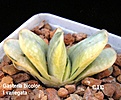 Нажмите на изображение для увеличения.

Название:	Gasteria_bicolor_f.variegata.jpg
Просмотров:	191
Размер:	79.3 Кб
ID:	385306