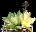 Нажмите на изображение для увеличения.

Название:	Haworthia_cymbiformis_variegata.jpg
Просмотров:	186
Размер:	74.3 Кб
ID:	385307