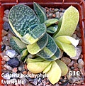 Нажмите на изображение для увеличения.

Название:	Gasteria_boochyphyla_f.variegata.jpg
Просмотров:	225
Размер:	79.8 Кб
ID:	385308