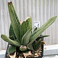 Нажмите на изображение для увеличения.

Название:	Gasteria_cv_Little Warty_IMG_2464.jpg
Просмотров:	179
Размер:	98.7 Кб
ID:	385314