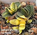 Нажмите на изображение для увеличения.

Название:	Gasteria_gracilis_f.variegata3.jpg
Просмотров:	200
Размер:	78.8 Кб
ID:	385323