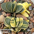 Нажмите на изображение для увеличения.

Название:	Gasteria_gracilis_variegata.jpg
Просмотров:	193
Размер:	98.6 Кб
ID:	385324