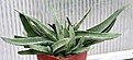Нажмите на изображение для увеличения.

Название:	Gasteria_sp_cv_IMG_2468.jpg
Просмотров:	183
Размер:	88.8 Кб
ID:	385325