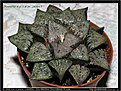 Нажмите на изображение для увеличения.

Название:	haworthia.picta.cv.japan.1---podokonnik.lihoman.ru.jpg
Просмотров:	188
Размер:	110.5 Кб
ID:	385336