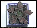 Нажмите на изображение для увеличения.

Название:	sl-haworthia_cv_Chocolate_1.jpg
Просмотров:	179
Размер:	69.5 Кб
ID:	385337