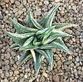 Нажмите на изображение для увеличения.

Название:	Haworthia limifolia_variegata.jpg
Просмотров:	150
Размер:	113.4 Кб
ID:	385339