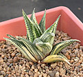 Нажмите на изображение для увеличения.

Название:	Haworthia limifolia_variagata_2.jpg
Просмотров:	151
Размер:	106.4 Кб
ID:	385340