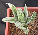 Нажмите на изображение для увеличения.

Название:	x Gasteraloe \'Green Ice\'.jpg
Просмотров:	165
Размер:	97.9 Кб
ID:	385344