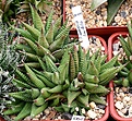 Нажмите на изображение для увеличения.

Название:	Haworthia_limifolia_IMG_2421.jpg
Просмотров:	276
Размер:	147.8 Кб
ID:	385345
