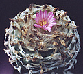 Нажмите на изображение для увеличения.

Название:	Lophophora jourdaniana Habermann 1975.jpg
Просмотров:	469
Размер:	112.5 Кб
ID:	385348