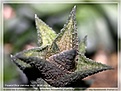 Нажмите на изображение для увеличения.

Название:	sl.haworthia.venosa.granulata.02---podokonnik.lihoman.ru.jpg
Просмотров:	163
Размер:	67.1 Кб
ID:	385349