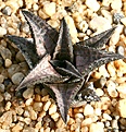 Нажмите на изображение для увеличения.

Название:	Haworthia_tessellata_Beaufort West townarea_IMG_2478.jpg
Просмотров:	168
Размер:	113.6 Кб
ID:	385359