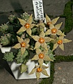Нажмите на изображение для увеличения.

Название:	Piaranthus foetidus N E Brown 2.JPG
Просмотров:	138
Размер:	137.4 Кб
ID:	385370