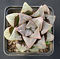 Нажмите на изображение для увеличения.

Название:	Haworthia magnifica var. atrofusca_Japan.jpg
Просмотров:	306
Размер:	100.5 Кб
ID:	385403
