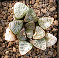 Нажмите на изображение для увеличения.

Название:	Haworthia correcta_Japan.jpg
Просмотров:	287
Размер:	101.2 Кб
ID:	385404