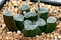 Нажмите на изображение для увеличения.

Название:	Haworthia_truncata_v_maughanii_6_IMG_2781.jpg
Просмотров:	269
Размер:	121.9 Кб
ID:	385418
