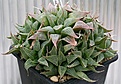 Нажмите на изображение для увеличения.

Название:	Haworthia_magnifica_v_acuminata_4-5_IMG_2788.jpg
Просмотров:	348
Размер:	125.7 Кб
ID:	385419