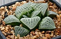 Нажмите на изображение для увеличения.

Название:	Haworthia_emelyae_v_comptoniana_3-5_IMG_2794.jpg
Просмотров:	259
Размер:	72.7 Кб
ID:	385420