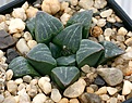 Нажмите на изображение для увеличения.

Название:	Haworthia_magnifica_v_dekenahii_2-5_IMG_2802.jpg
Просмотров:	315
Размер:	92.4 Кб
ID:	385421