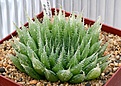 Нажмите на изображение для увеличения.

Название:	Haworthia_decipiens_3-5_IMG_2806.jpg
Просмотров:	264
Размер:	140.2 Кб
ID:	385422