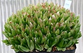 Нажмите на изображение для увеличения.

Название:	Haworthia_cymbiformis_IMG_2833.jpg
Просмотров:	316
Размер:	115.3 Кб
ID:	385423