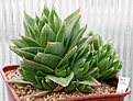 Нажмите на изображение для увеличения.

Название:	Haworthia_cymbiformis_agavoides_IMG_2846.jpg
Просмотров:	263
Размер:	108.1 Кб
ID:	385424