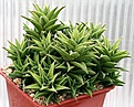 Нажмите на изображение для увеличения.

Название:	Haworthia_as_tortuosa_IMG_2813.jpg
Просмотров:	272
Размер:	103.5 Кб
ID:	385425