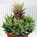 Нажмите на изображение для увеличения.

Название:	Haworthia_as_tortuosa_IMG_2821.jpg
Просмотров:	341
Размер:	115.6 Кб
ID:	385426