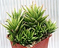 Нажмите на изображение для увеличения.

Название:	Haworthia_as_expansa_IMG_2825.jpg
Просмотров:	351
Размер:	77.5 Кб
ID:	385427