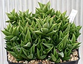 Нажмите на изображение для увеличения.

Название:	Haworthia_sp_IMG_2830.jpg
Просмотров:	350
Размер:	91.1 Кб
ID:	385428