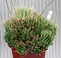 Нажмите на изображение для увеличения.

Название:	Haworthia_as_translucens_IMG_2842.jpg
Просмотров:	265
Размер:	102.6 Кб
ID:	385429