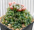 Нажмите на изображение для увеличения.

Название:	Haworthia_cooperi_v_truncata_ISI1762_IMG_2839.jpg
Просмотров:	335
Размер:	90.1 Кб
ID:	385430