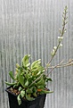 Нажмите на изображение для увеличения.

Название:	Adromischus_cristatus_var_clavifolius_IMG_2865.jpg
Просмотров:	387
Размер:	117.5 Кб
ID:	385431