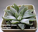 Нажмите на изображение для увеличения.

Название:	Haworthia_ retusa_f.variegata.jpg
Просмотров:	162
Размер:	57.1 Кб
ID:	385432