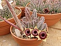 Нажмите на изображение для увеличения.

Название:	Huernia insigniflora.jpg
Просмотров:	154
Размер:	109.9 Кб
ID:	385443