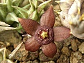Нажмите на изображение для увеличения.

Название:	Orbea semata ssp orientalis.jpg
Просмотров:	150
Размер:	68.5 Кб
ID:	385444
