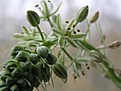 Нажмите на изображение для увеличения.

Название:	Ornithogalum.jpg
Просмотров:	233
Размер:	50.4 Кб
ID:	385451