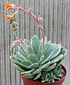 Нажмите на изображение для увеличения.

Название:	Echeveria_secunda_IMG_2918.jpg
Просмотров:	340
Размер:	99.1 Кб
ID:	385454