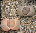 Нажмите на изображение для увеличения.

Название:	Lithops lesliei var. mariae C141.jpg
Просмотров:	147
Размер:	129.1 Кб
ID:	385514